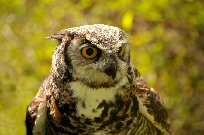 This <a href="index.php?page=&url=http%3A%2F%2Fireport.cnn.com%2Fdocs%2FDOC-958259">owl</a>, named Spock, lives at a Duncan, British Columbia, conservation center.