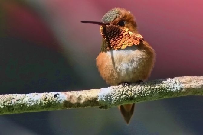 The details of this <a href="index.php?page=&url=http%3A%2F%2Fireport.cnn.com%2Fdocs%2FDOC-789389">rufous hummingbird</a>'s feathers stand out brilliantly from his blurry background in Surrey, British Columbia.