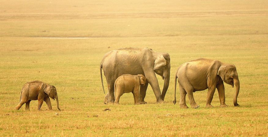 <a href="http://ireport.cnn.com/docs/DOC-768765">Elephants</a> graze on the savannas of India.