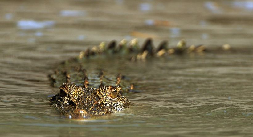 A <a href="index.php?page=&url=http%3A%2F%2Fireport.cnn.com%2Fdocs%2FDOC-1124466">salt water crocodile</a> slithers through the waters of western Australia.