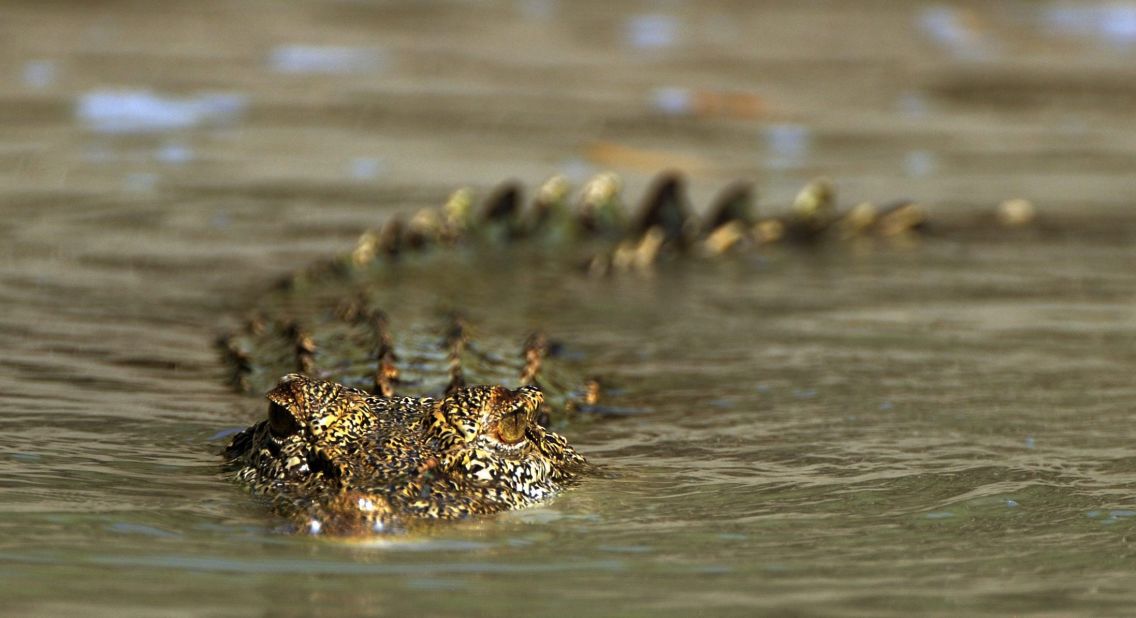 A <a href="http://ireport.cnn.com/docs/DOC-1124466">salt water crocodile</a> slithers through the waters of western Australia.