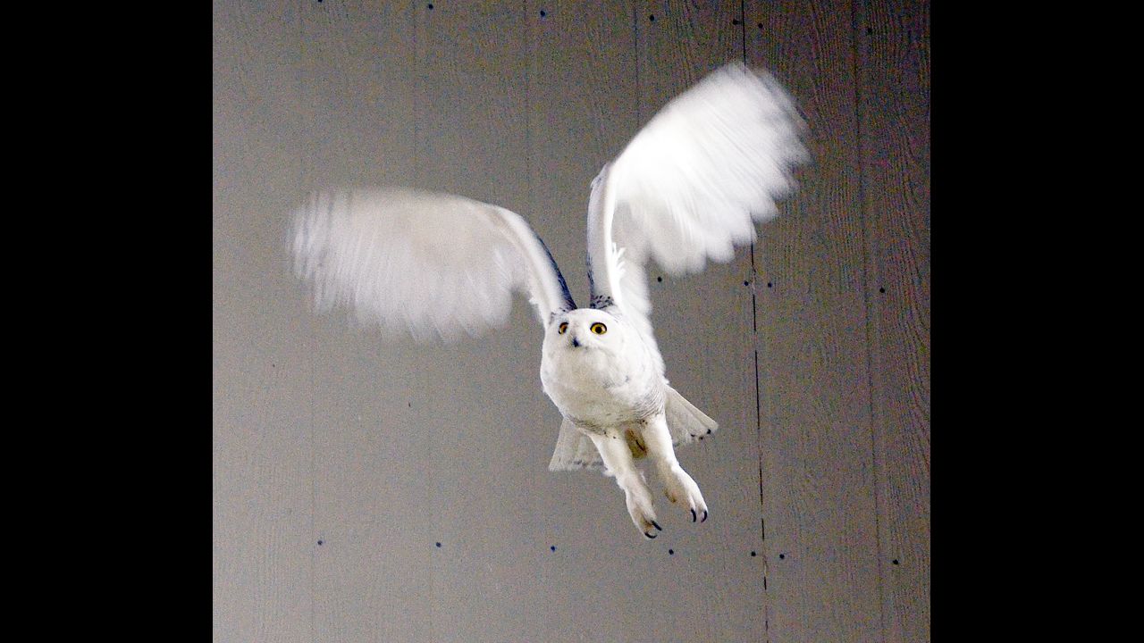 Tufts Wildlife Clinic, part of the Cummings School of Veterinary Medicine at Tufts University, has treated six snowy owls this year. The clinic has a 100-foot flight pen that is used for conditioning, a key part in the owl's recovery.
