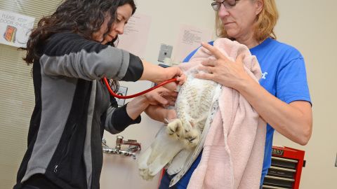 owls downdrafts injured