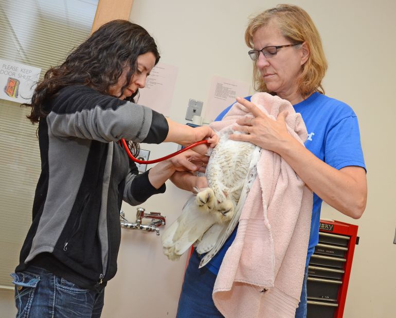 The yellow-eyed, white birds were taken in March to the Tufts Wildlife Clinic, where one was treated for soft-tissue wounds and the other had lifesaving surgery for a broken wing, said Tseng.