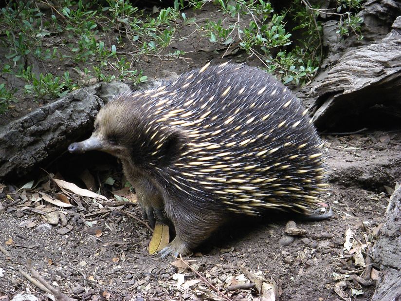 The echidna is the one of only two species of mammal to lay eggs. Incredibly rare, its main threat is being hunted for human consumption.