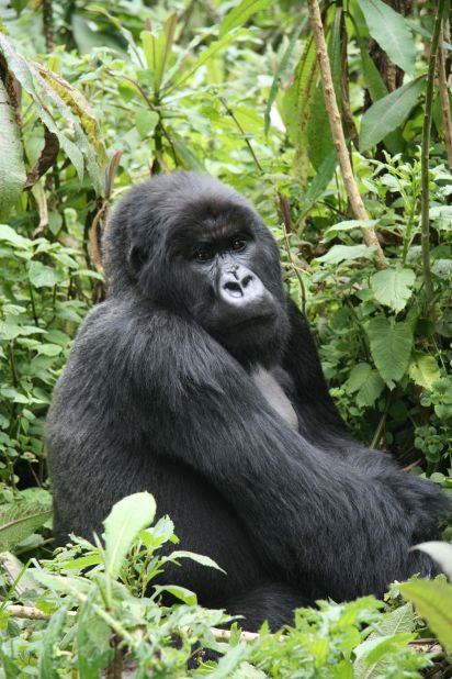 The practice of hunting gorillas for meat has pushed the species to the brink of extinction. While the sale of gorilla meat is illegal, markets still sell them in the Republic of the Congo in western Africa. 