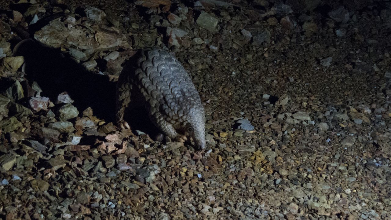 endangered species food pangolin