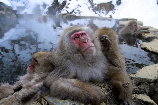 Who knows what this <a href="index.php?page=&url=http%3A%2F%2Fireport.cnn.com%2Fdocs%2FDOC-850858">snow monkey</a> is pondering as he relaxes in a hot spring near Nagano, Japan.