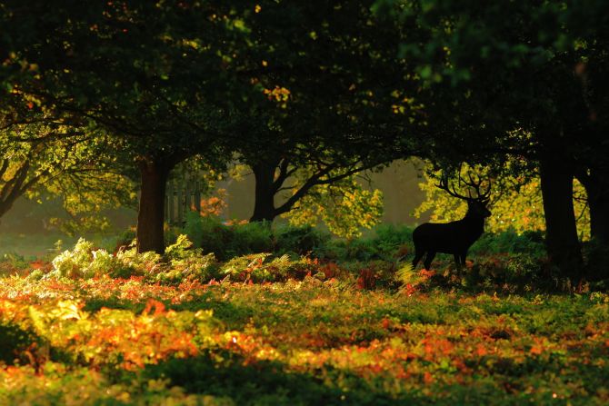 A majestic <a href="index.php?page=&url=http%3A%2F%2Fireport.cnn.com%2Fdocs%2FDOC-864609">stag</a> pauses amongst the autumn leaves in London's Richmond Park.