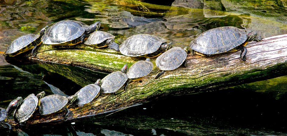 <a href="http://ireport.cnn.com/docs/DOC-1121720">Turtles</a> in Washington, D.C., follow the leader to catch some sun.