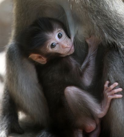 A baby <a href="index.php?page=&url=http%3A%2F%2Fireport.cnn.com%2Fdocs%2FDOC-1121841">monkey</a> nurses in Lombok, Indonesia.