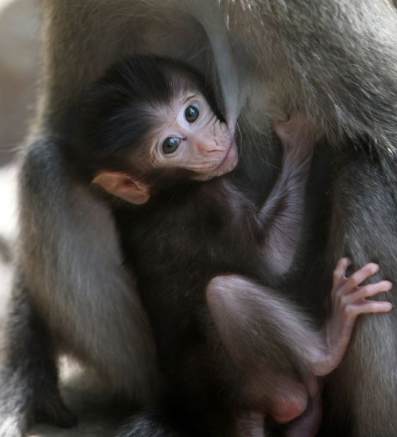 A baby <a href="http://ireport.cnn.com/docs/DOC-1121841">monkey</a> nurses in Lombok, Indonesia.