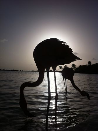 In Aruba, two <a href="http://ireport.cnn.com/docs/DOC-823580">flamingos</a> are silhouetted on the beach at sunset.