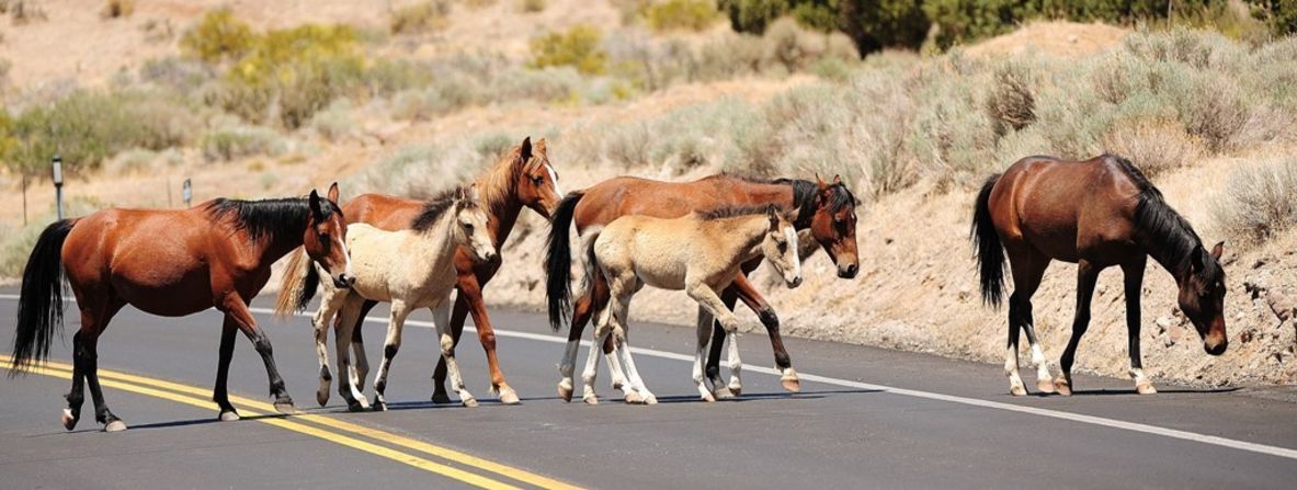 Feral <a href="http://ireport.cnn.com/docs/DOC-811225">horses</a> cross a road near Reno, Nevada. 