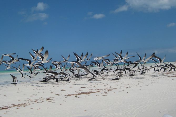 <a href="index.php?page=&url=http%3A%2F%2Fireport.cnn.com%2Fdocs%2FDOC-986080">Black skimmers</a> take off from a sandbar in Isla Holbox, Mexico. This image was taken from a kayak. 