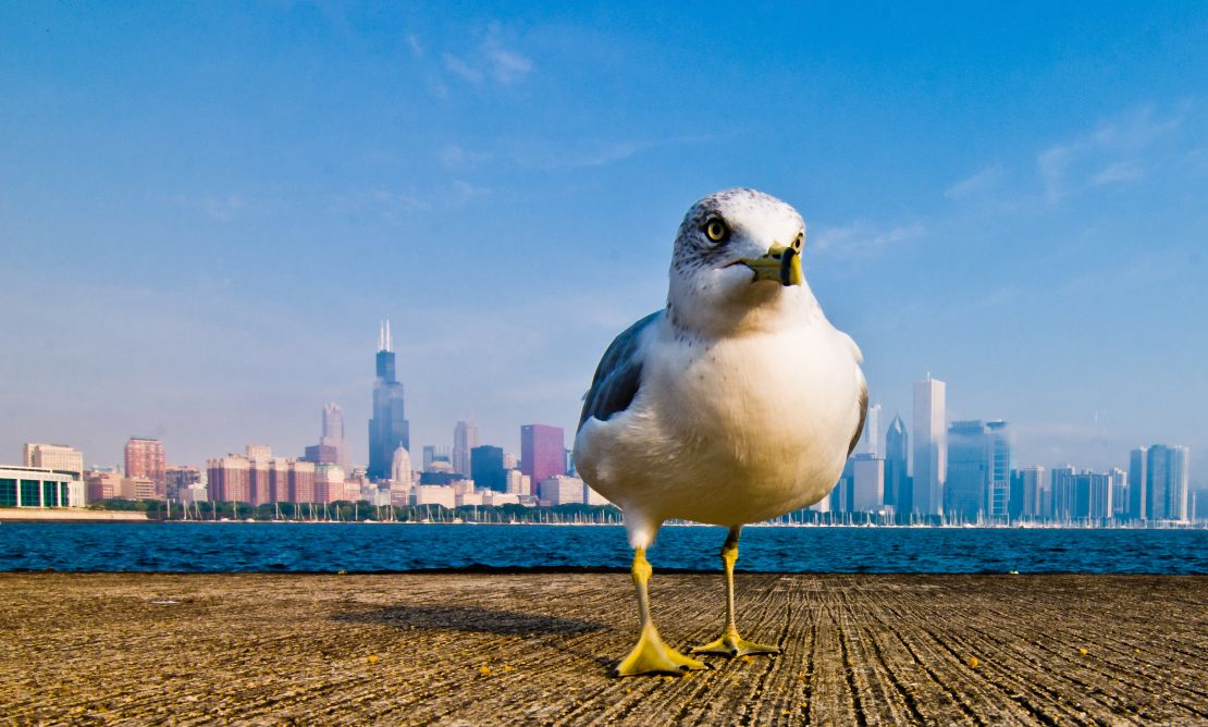 From this angle, this seagull looks like he owns Chicago.