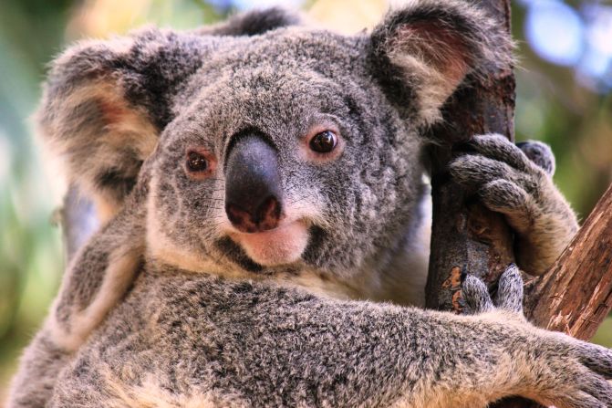 A <a href="index.php?page=&url=http%3A%2F%2Fireport.cnn.com%2Fdocs%2FDOC-1039747">koala</a> clings to a eucalyptus tree in Queensland, Australia. 