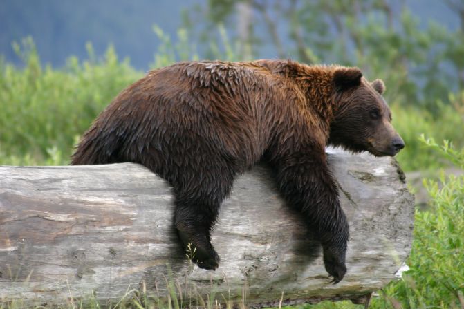 This <a href="index.php?page=&url=http%3A%2F%2Fireport.cnn.com%2Fdocs%2FDOC-1120419">grizzly bear</a> got a little tired from playing in a pond outside Anchorage, Alaska, and settled down on this log for a nap. 