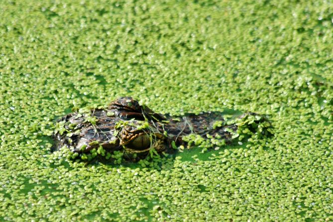 This <a href="index.php?page=&url=http%3A%2F%2Fireport.cnn.com%2Fdocs%2FDOC-1120510">alligator</a> is very well camouflaged in a Sebastian, Florida, pond.