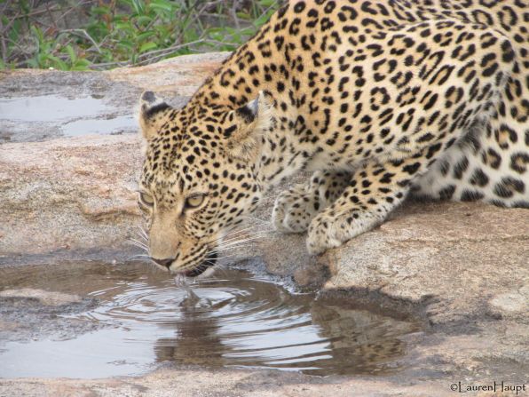 A striking <a href="index.php?page=&url=http%3A%2F%2Fireport.cnn.com%2Fdocs%2FDOC-1071714">leopard</a> enjoys a drink at South Africa's Sabi Sands Game Reserve.