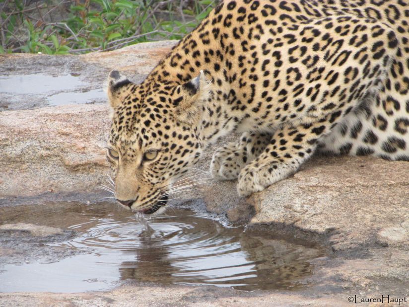 A striking <a href="http://ireport.cnn.com/docs/DOC-1071714">leopard</a> enjoys a drink at South Africa's Sabi Sands Game Reserve.