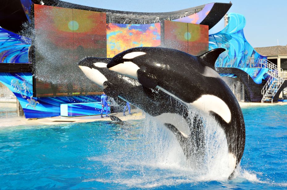 22. While SeaWorld California has come under fire recently, with questions being raised about the care of its whales, visitors keep coming to see Shamu and other marine animals perform. 