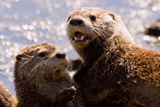 It's playtime for two <a href="index.php?page=&url=http%3A%2F%2Fireport.cnn.com%2Fdocs%2FDOC-1137809">otters</a> along a river bank in Yellowstone National Park, Wyoming. 