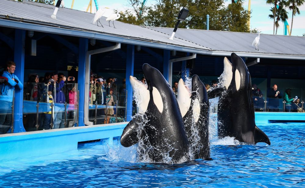 19. SeaWorld Florida also features the famous whales in its shows. 