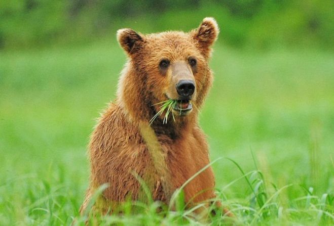 This <a href="index.php?page=&url=http%3A%2F%2Fireport.cnn.com%2Fdocs%2FDOC-607693">grizzly bear</a> on Alaska's Katmai Peninsula looks pleased with his snack. 