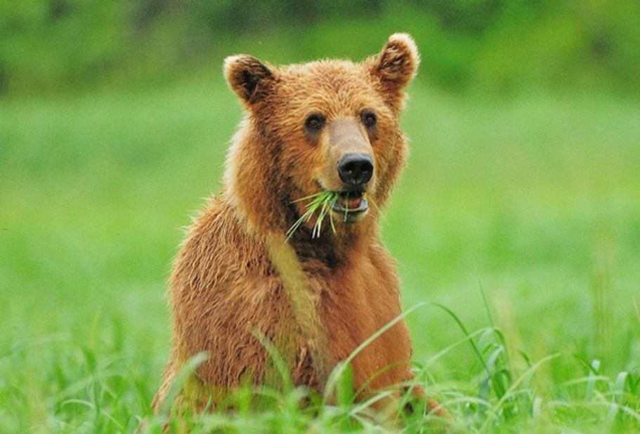 This <a href="http://ireport.cnn.com/docs/DOC-607693">grizzly bear</a> on Alaska's Katmai Peninsula looks pleased with his snack. 