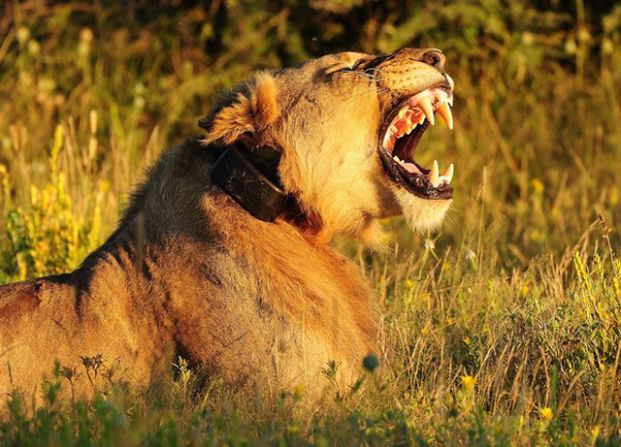 A Namibian <a href="index.php?page=&url=http%3A%2F%2Fireport.cnn.com%2Fdocs%2FDOC-597392">lion</a> lets out a roar.