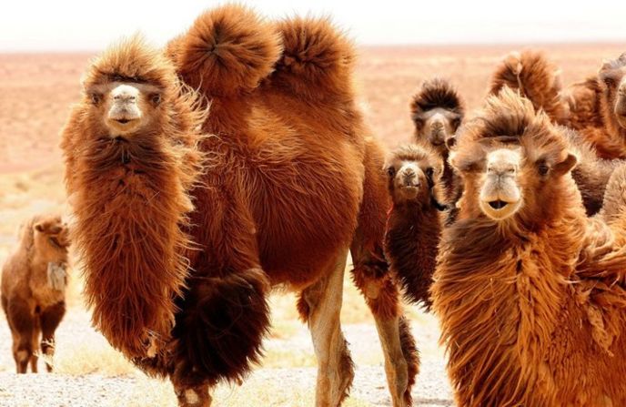 These Mongolian <a href="index.php?page=&url=http%3A%2F%2Fireport.cnn.com%2Fdocs%2FDOC-655075">camels</a> look perfectly happy to be having their picture taken. <br /><br /><strong>Click the double arrows below to see more amazing wildlife photos.</strong>