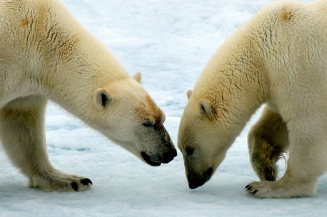 Two <a href="index.php?page=&url=http%3A%2F%2Fireport.cnn.com%2Fdocs%2FDOC-604078">polar bears</a> interact on a sheet of ice in Svalbard, Norway.