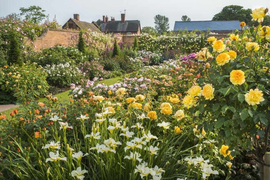 Award-winning rose breeder David Austin has been developing English roses for 50 years. His eponymous rose gardens on the Shropshire Border in the UK feature 700 varieties over two acres. 