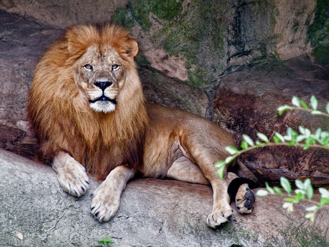 This lovely lion portrait was captured at the Audubon Zoo in New Orleans, Louisiana.