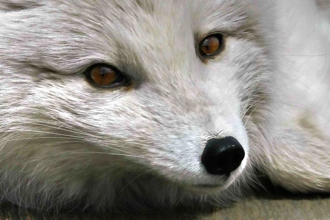 This ultraclose shot from Montreal, Canada, shows off the <a href="index.php?page=&url=http%3A%2F%2Fireport.cnn.com%2Fdocs%2FDOC-795904">Arctic fox's</a> eyes and expression.