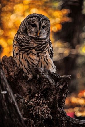 This <a href="index.php?page=&url=http%3A%2F%2Fireport.cnn.com%2Fdocs%2FDOC-1065878">barred owl</a> contrasts beautifully with the fall color behind him in Valley Park, Missouri. 