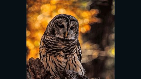 If you hope to hear an owl scream, watch out for the Barred Owl. 