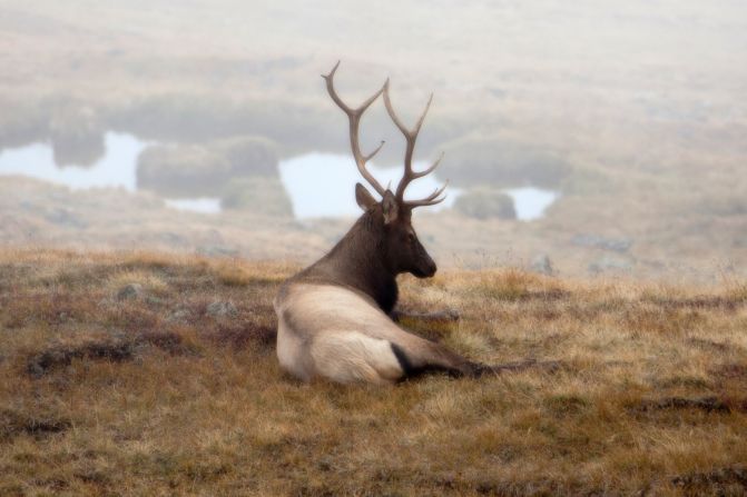 A bull <a href="index.php?page=&url=http%3A%2F%2Fireport.cnn.com%2Fdocs%2FDOC-840983">elk</a> takes in the view at Rocky Mountain National Park, Colorado. 