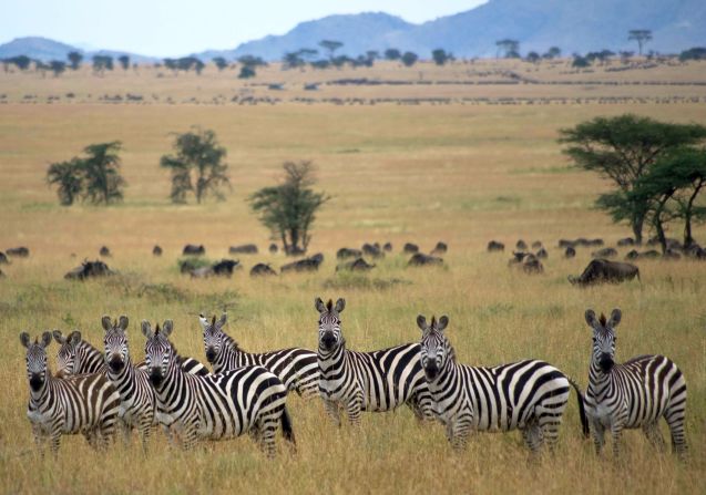 These <a href="index.php?page=&url=http%3A%2F%2Fireport.cnn.com%2Fdocs%2FDOC-986561">zebras</a> at Tanzania's Central Serengeti National Park seem as interested in the photographer as she was in them. 