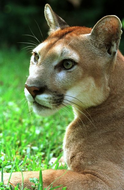 Once prevalent throughout the mainland United States, the cougar (aka, panther/puma/catamount) is largely isolated to a dozen or so western states and Florida (pictured). 