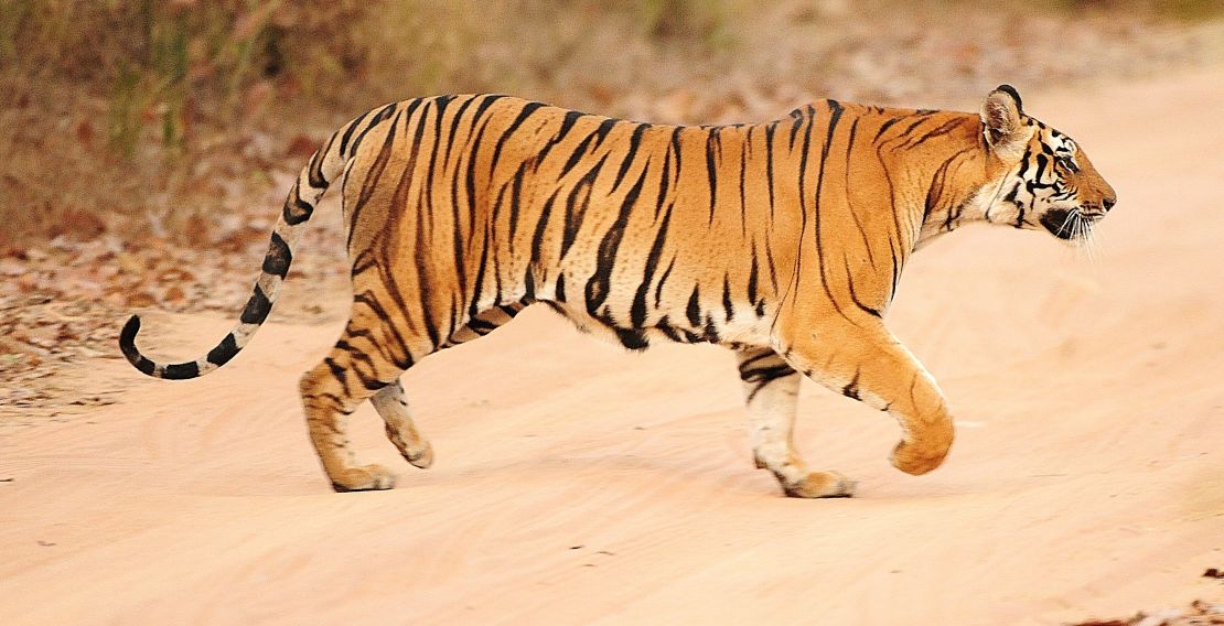 Using a telephoto lens allows you to capture close-up images of animals that could be dangerous to approach, like tigers.