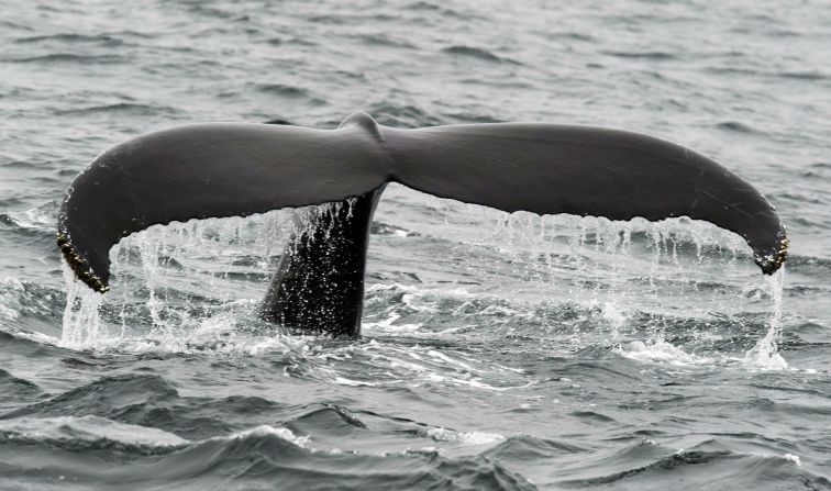 In Alaska's Glacier Bay National Park, seasonal humpback and gray whales combine with year-round orcas for one of the richest cetacean environments in the world. But this humpback whale was photographed on the other side of the country, near Provincetown, Massachusetts.