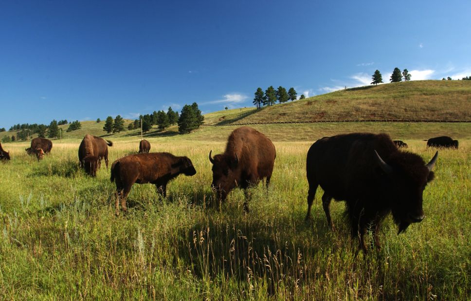 Reintroduced after near-extinction at the turn of the last century, 1,300 bison -- possibly the world's largest publicly-owned herd -- now roam Custer State Park in South Dakota.