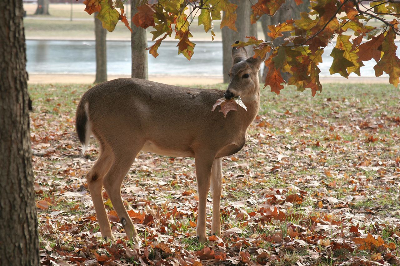 Once endangered, white-tailed deer are now ubiquitous throughout the United States, even occasionally being spotted near the National Mall in Washington, D.C. (pictured).