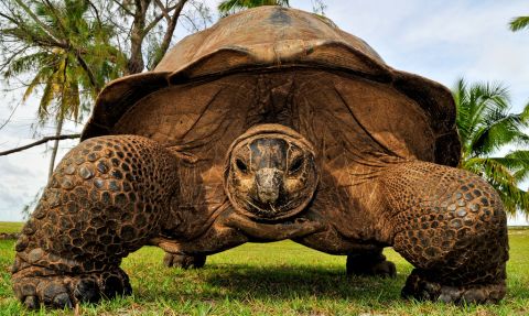... giant tortoises. Adventure travel needn't be limited to cold climes, with Eyos also offering superyacht expeditions to remote areas of Papua New Guinea, Vanuatu, and Indonesia.  