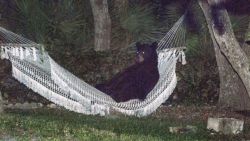 dnt bear in a hammock_00003011.jpg