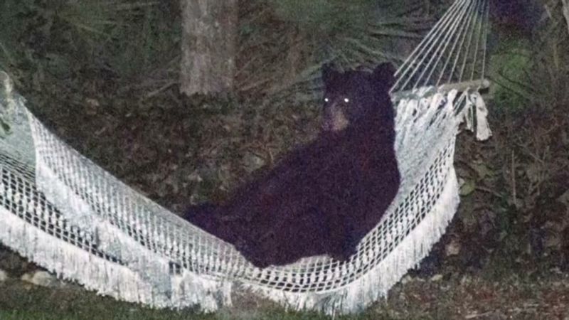 Bear hammock on sale