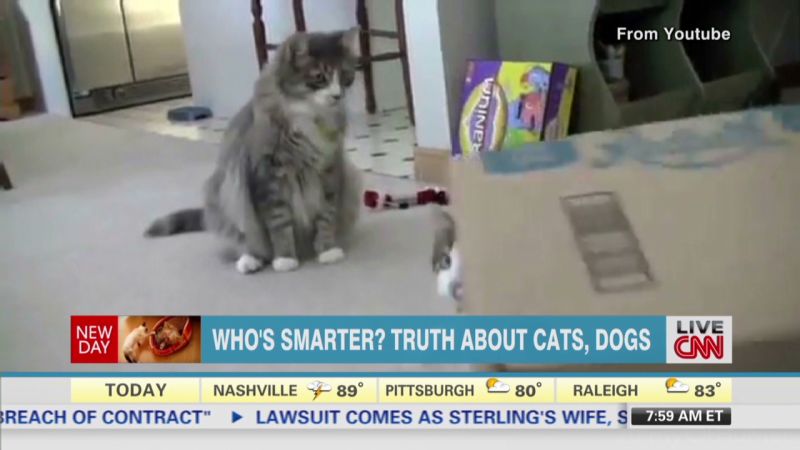 Cats Vs Dogs Who Is Really Smarter CNN   140531081633 Newday Are Cats Or Dogs Smarter 00002905 