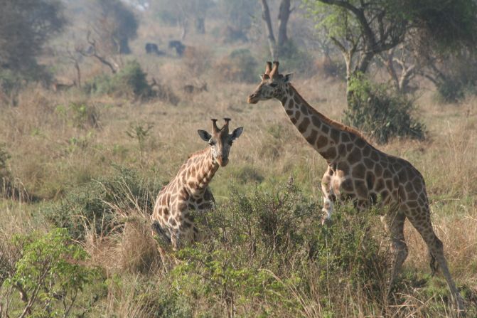 <a href="http://ireport.cnn.com/docs/DOC-1139316">Heidi Meadows</a> describes Uganda's <a href="http://www.murchisonfallsnationalpark.com/" target="_blank" target="_blank">Murchison Falls National Park</a> as unspoiled. She says a "must-do" here is taking a ride down the Nile River. "Seeing elephants, crocodiles and hippos from that vantage point is an unequaled experience," she says. The park is known for its diverse wildlife, which has started to recover from a massacre by poachers and troops under the rule of former Ugandan President Idi Amin.